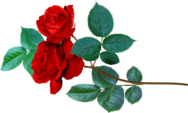 Клипарт розы на прозрачном фоне