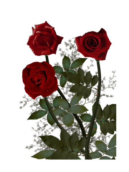 Бордовые розы на прозрачном фоне