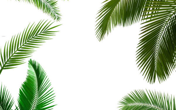 Лист пальмы