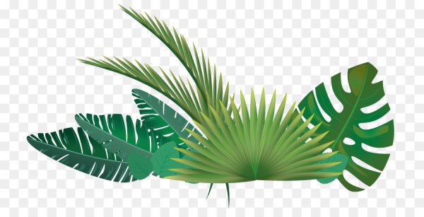 Векторные тропические листья