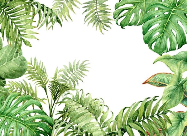 Монстера папоротник растения