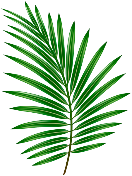 Пальмовая ветвь пальмовых ветвей