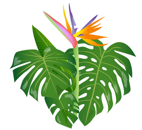 Тропические растения на белом фоне