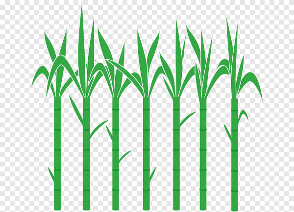 Тростник узор