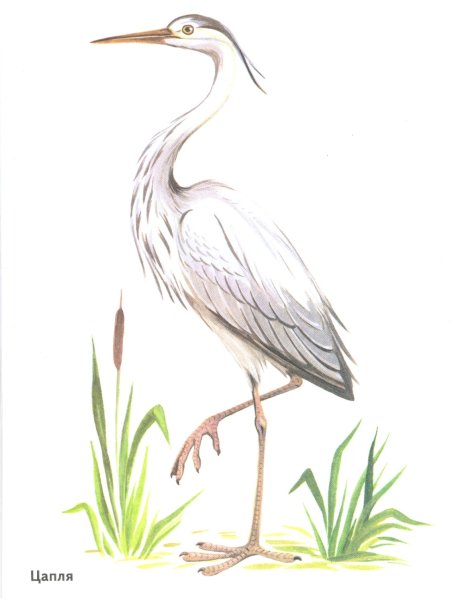 Цапля для детей