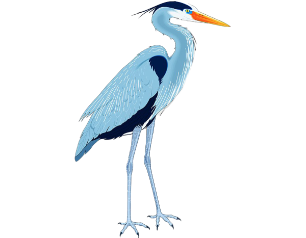 Цапля картинка для детей на прозрачном фоне