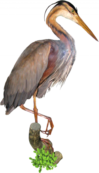 Цапля на белом фоне