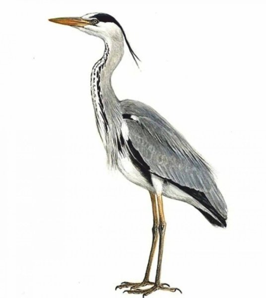 Цапля на белом фоне