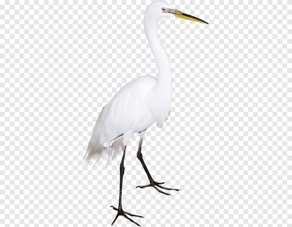 Цапля большая белая на прозрачном фоне