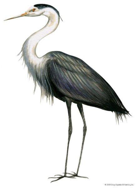 Цапля на белом фоне