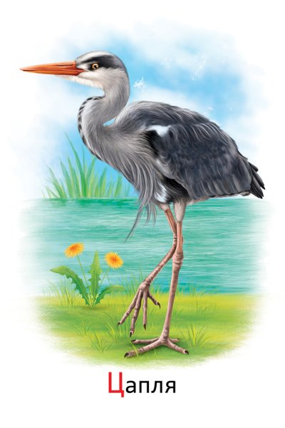 Цапля рисунок