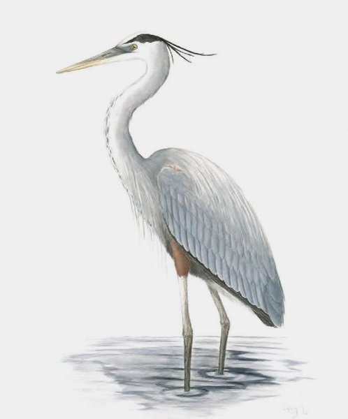 Цапля для детей на прозрачном фоне