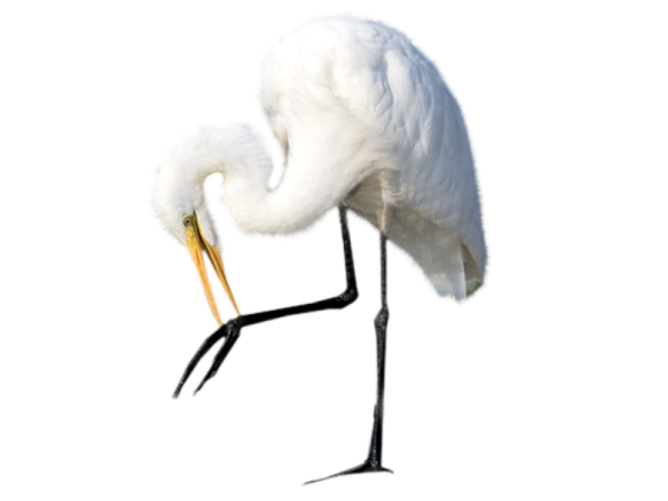 Цапля без фона для детей