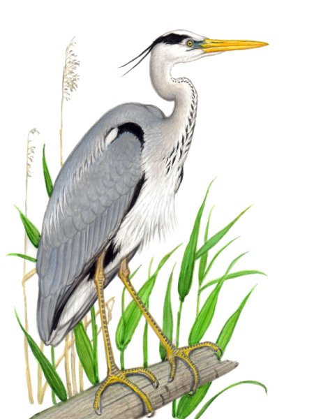 Серая цапля без фона