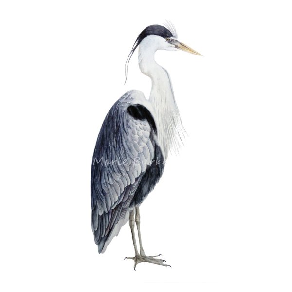 Цапля клипарт