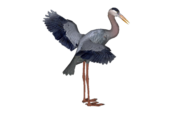 Серая цапля без фона
