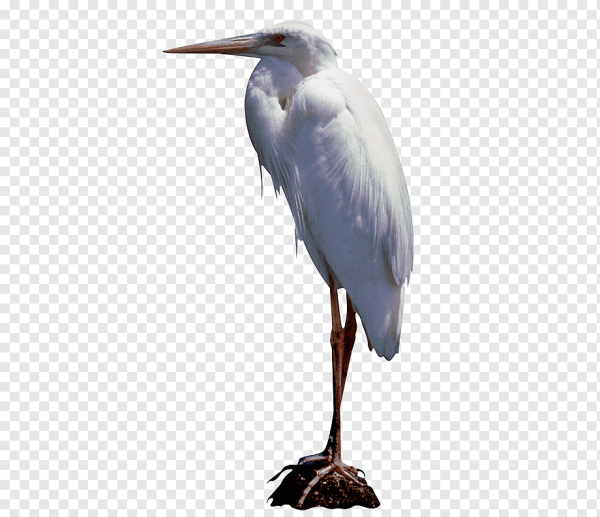 Цапля на белом фоне