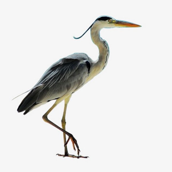 Цапля для детей