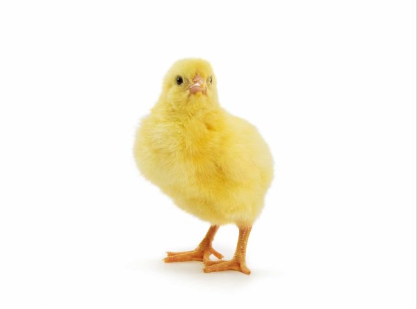 Цыпленок без фона