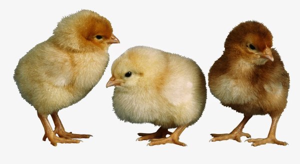 Цыпленок без фона