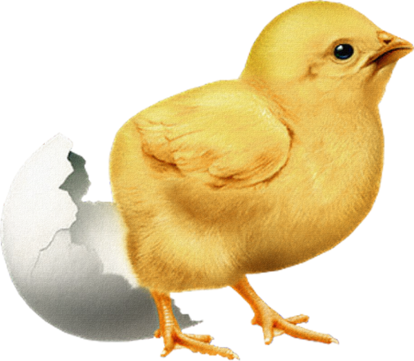 Цыпленок клипарт на прозрачном фоне