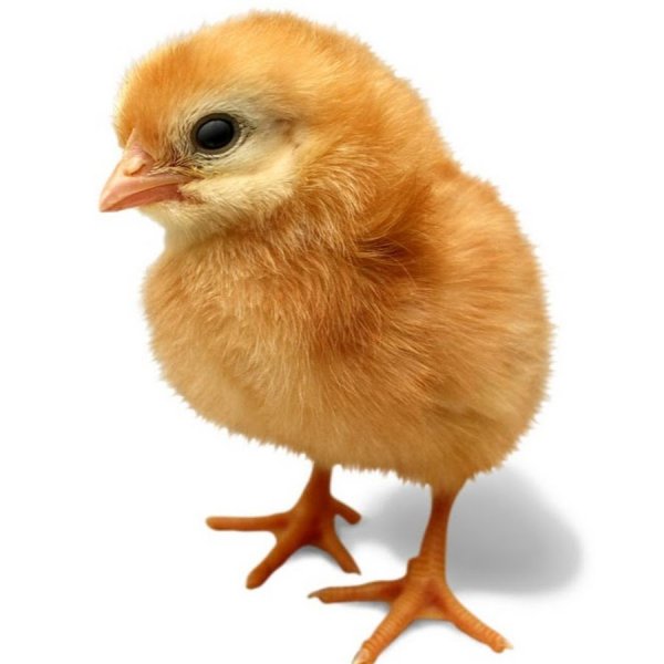 Птенец на белом фоне