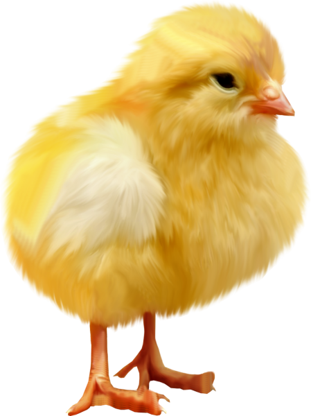 Цыпленок клипарт