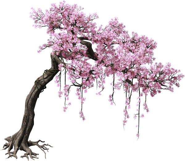 Цветущее дерево на белом фоне