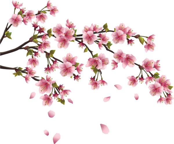 Бело зеленая Сакура