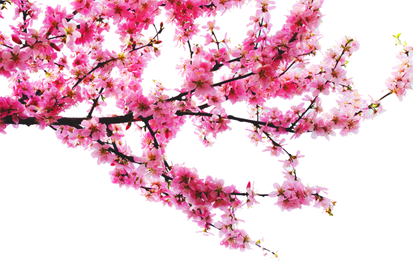 Сакура это персиковое дерево