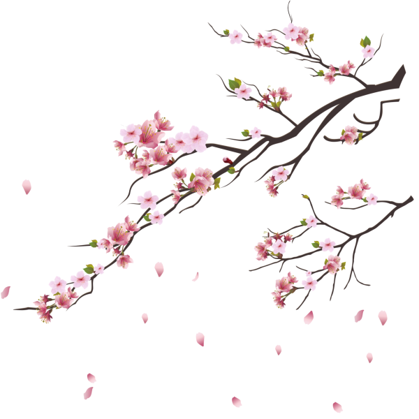 Ветка Сакуры на белом фоне