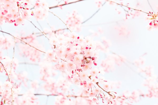 Сакура для фотошопа