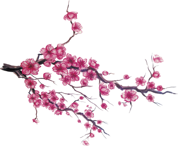 Черри блоссом на белом фоне