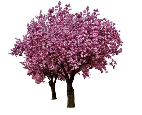 Сакура дарахт