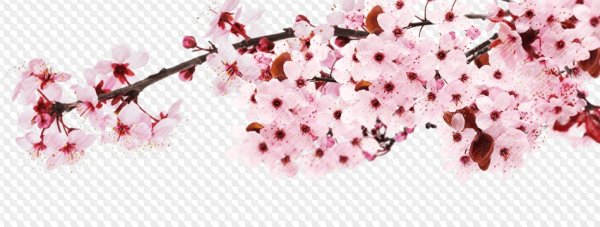 Ветвь Сакуры на белом фоне