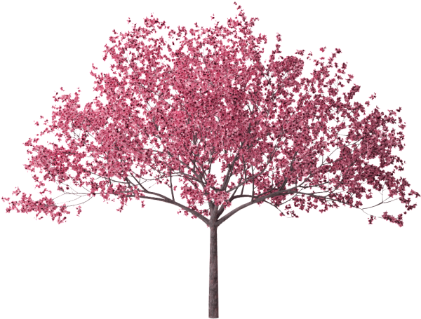 Яблоня Рудольф 3д