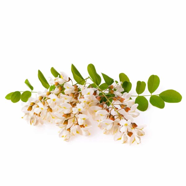 Цветущая Акация