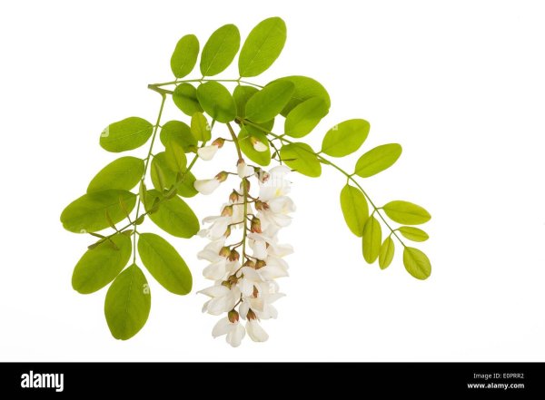 Акация на белом фоне