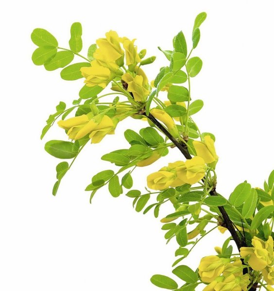 Карагана с розовыми цветами