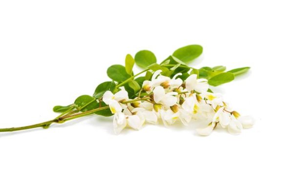 Цветы акации на белом фоне