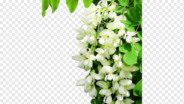 Белая Акация на белом фоне