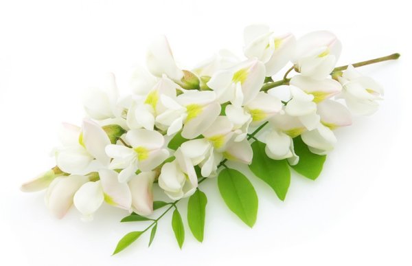 Белая Акация на белом фоне