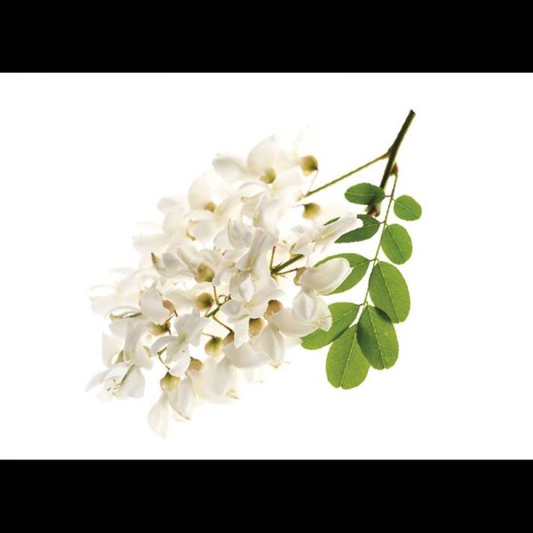 Белая Акация