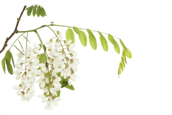 Ветка акации на прозрачном фоне