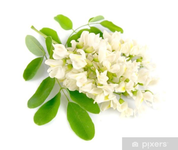 Акация на белом фоне