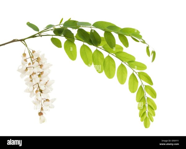 Акация на белом фоне