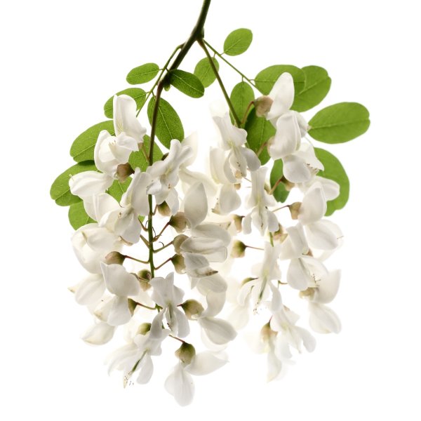 Акация растение