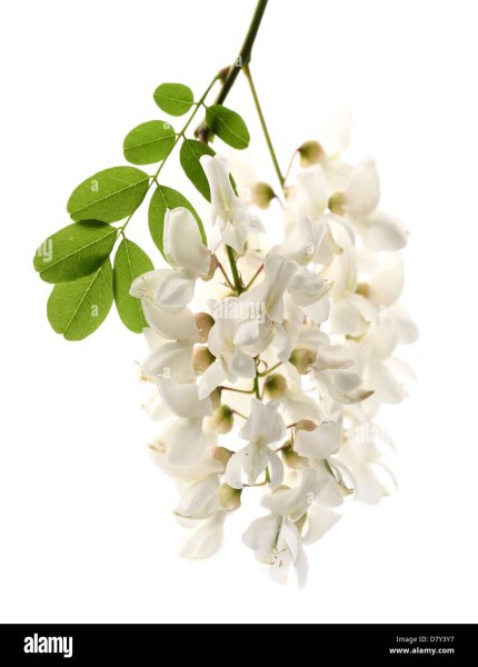 Цветы акации