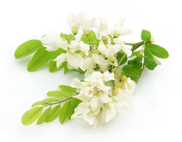 Белая Акация