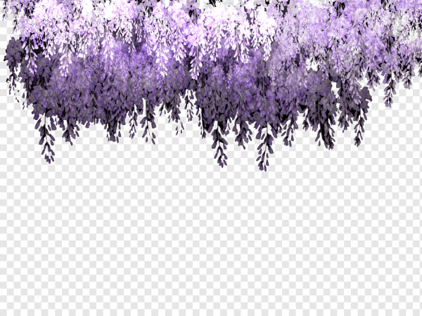 Глициния на прозрачном фоне для фотошопа